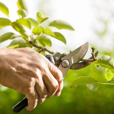 Tree Trimming
